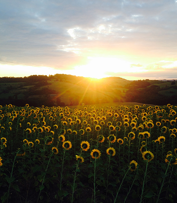 Sunflowers - Julia Savage - Counsellor Margate