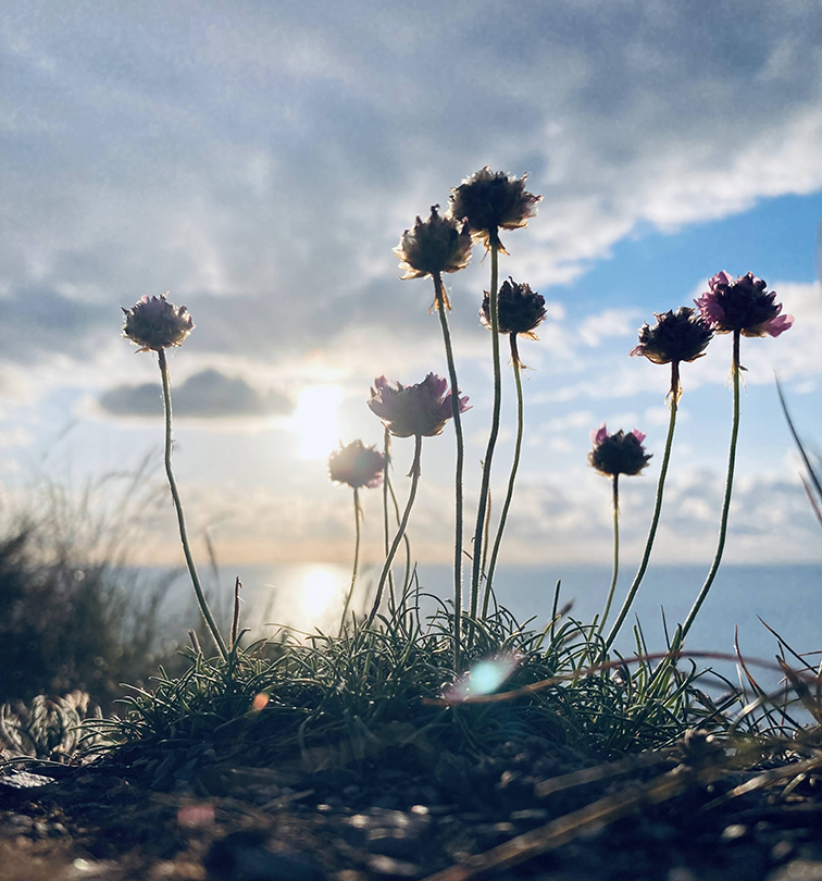 Flowers - Julia Savage - Counselling Margate